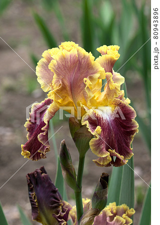 ジャーマンアイリス　黄色と紫 80943896