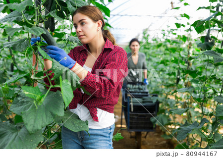 Woman and young lady collecting cucumbers Woman and young lady collecting cucumbers 80944167
