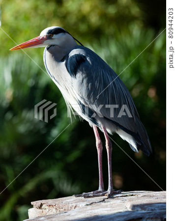 Grey heron posing on a stone 80944203