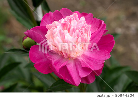 ピンクの芍薬　シャクヤク 80944204