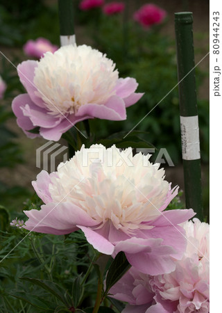 白にピンクの芍薬　シャクヤク 80944243