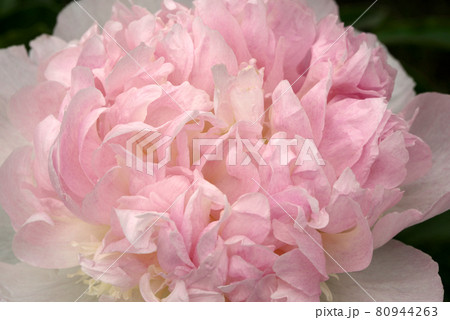 ピンクの芍薬　シャクヤク 80944263
