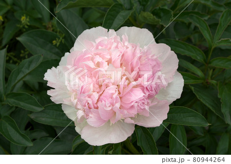 ピンクの芍薬　シャクヤク 80944264