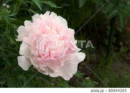 ピンクの芍薬　シャクヤク 80944265