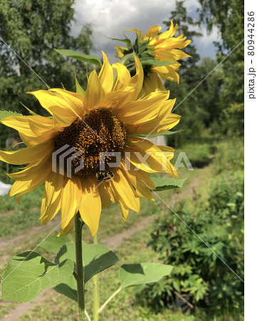 Sunflowers and a bee in bright sunlight 80944286