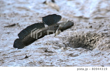 有明け海のムツゴロウ繁殖期紹介 80944319