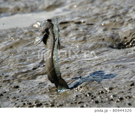 有明け海のムツゴロウ繁殖期紹介 80944320