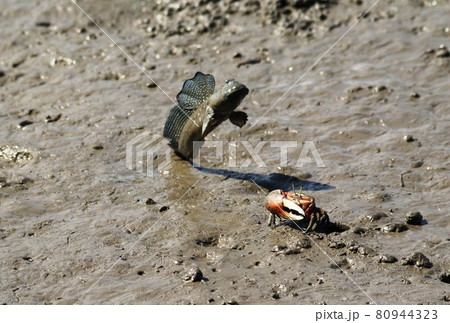 有明け海のムツゴロウ繁殖期紹介 80944323