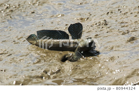 有明け海のムツゴロウ繁殖期紹介 80944324