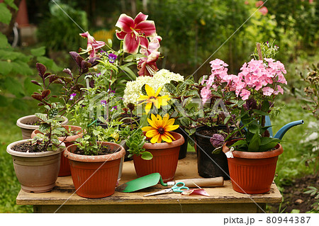 red lily phloxes hydrangea flowers pot plants on green summer garden background 80944387
