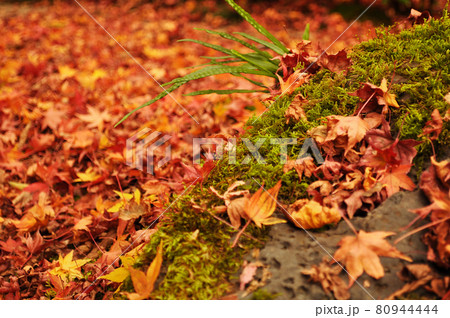 京都府に有る永観堂禅林寺の美しい苔と落ち葉 80944444