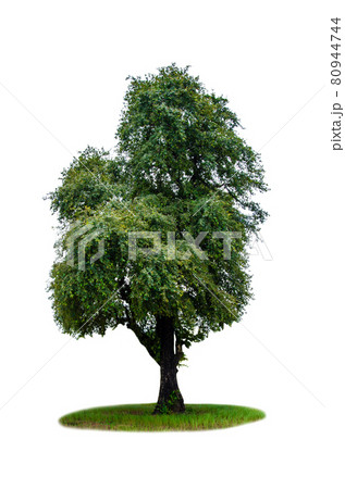 Green tree isolated 80944744