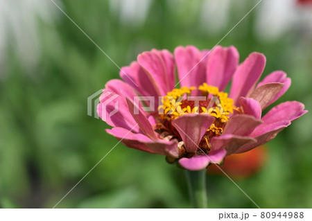 Colorful red yellow and blue flowers of zinnia close up 80944988