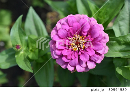 Colorful red yellow and blue flowers of zinnia close up 80944989