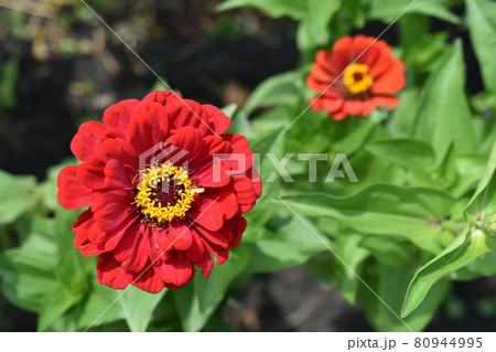 Colorful red yellow and blue flowers of zinnia close up Colorful red yellow and blue flowers of zinnia close up 80944995