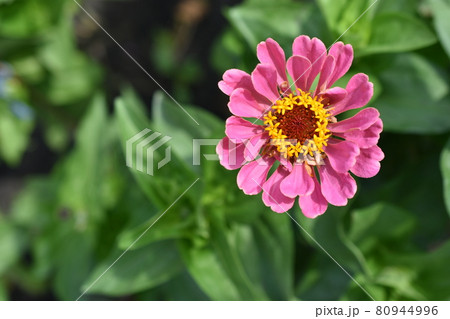 Colorful red yellow and blue flowers of zinnia close up Colorful red yellow and blue flowers of zinnia close up 80944996