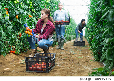 Female farmer harvests tomatoes in greenhouse 80945415