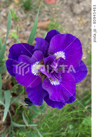 八重咲のシベリアンアイリス 八重咲のシベリアンアイリス 80945463