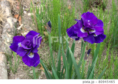 八重咲のシベリアンアイリス 八重咲のシベリアンアイリス 80945465