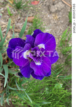 八重咲のシベリアンアイリス 80945466