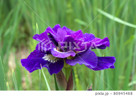 八重咲のシベリアンアイリス 八重咲のシベリアンアイリス 80945468