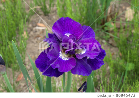 八重咲のシベリアンアイリス 80945472