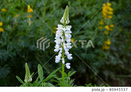 Lupinus flowers, also known as bluebonnet 80945537