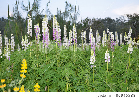 Lupinus flowers, also known as bluebonnet Lupinus flowers, also known as bluebonnet 80945538