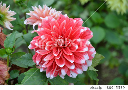 Dahlia flowers with buds 80945539