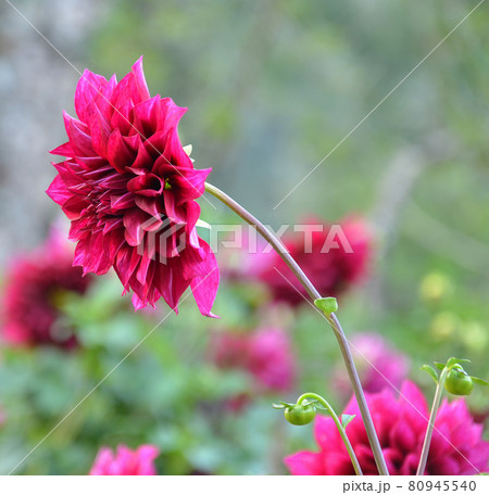 Dahlia flowers with buds Dahlia flowers with buds 80945540