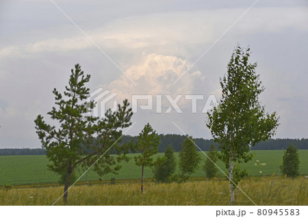 Thunderstorm landscape and cumulus clouds in the field Thunderstorm landscape and cumulus clouds in the field 80945583