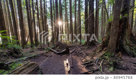 Hiking Path to Mystic Beach in the Vibrant Rainforest Hiking Path to Mystic Beach in the Vibrant Rainforest 80945768