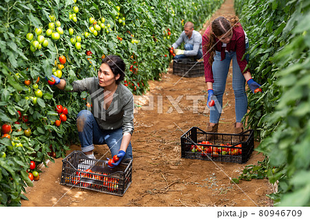 Girl, man and woman harvesting tomatoes Girl, man and woman harvesting tomatoes 80946709
