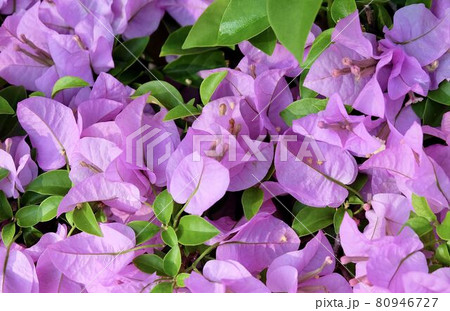Purple Bougainvillea Flowers or Paper Flower Background 80946727