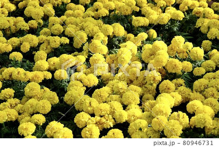 Yellow Calendula or Marigold Flowers in Garden 80946731