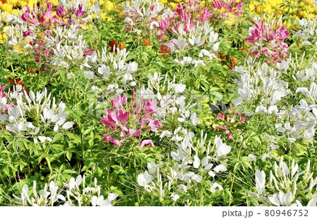 Cleome Spinosa or Spiny Spider Flowers in A Garden Cleome Spinosa or Spiny Spider Flowers in A Garden 80946752
