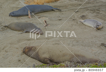 Elephant and Harbor Seals on a beach of the Pacific Ocean in San Luis Obispo County, California Elephant and Harbor Seals on a beach of the Pacific Ocean in San Luis Obispo County, California 80946937