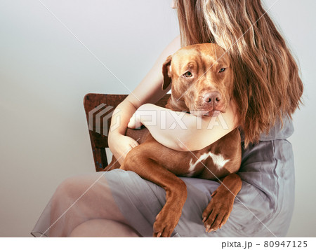 Lovable, pretty puppy of brown color. Close-up Lovable, pretty puppy of brown color. Close-up 80947125
