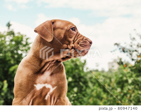 Lovable, pretty puppy of chocolate color. Close-up Lovable, pretty puppy of chocolate color. Close-up 80947140