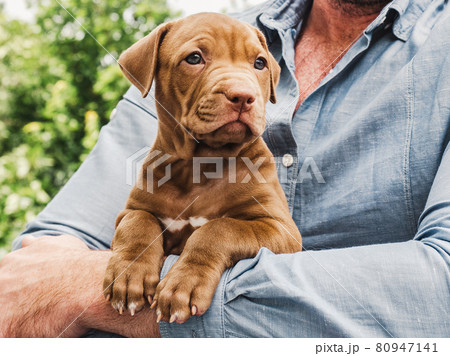 Lovable, pretty puppy of chocolate color. Close-up Lovable, pretty puppy of chocolate color. Close-up 80947141