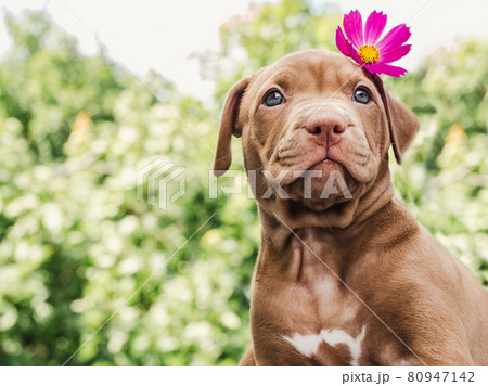Lovable, pretty puppy of chocolate color. Close-up Lovable, pretty puppy of chocolate color. Close-up 80947142