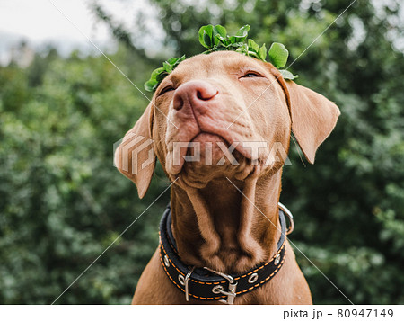 Lovable, pretty puppy of chocolate color. Close-up Lovable, pretty puppy of chocolate color. Close-up 80947149
