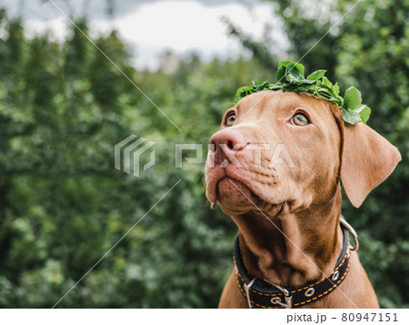 Lovable, pretty puppy of chocolate color. Close-up Lovable, pretty puppy of chocolate color. Close-up 80947151