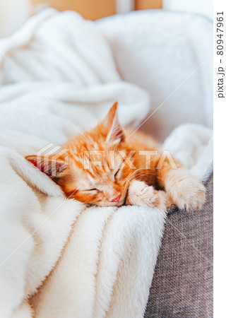Cute ginger kitten sleeps Cute ginger kitten sleeps 80947961