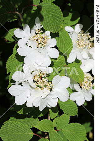 Early season Japanese snowball bush white flowers Early season Japanese snowball bush white flowers 80947973