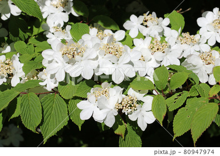 Early season Japanese snowball bush white flowers Early season Japanese snowball bush white flowers 80947974