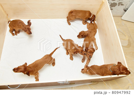 brown irish setter puppies in a wooden den 80947992