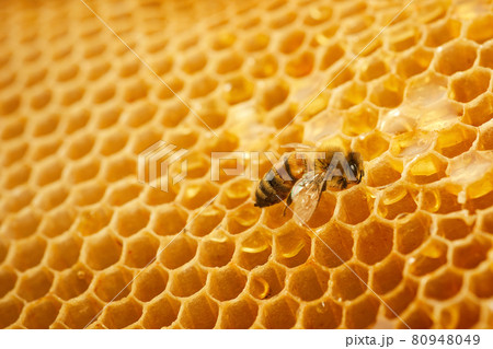 Macro photo of a bee on a honeycomb. National honey bee day. September honey month. Macro photo of a bee on a honeycomb. National honey bee day. September honey month. 80948049