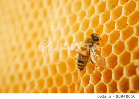 Macro photo of a bee on a honeycomb. National honey bee day. September honey month Macro photo of a bee on a honeycomb. National honey bee day. September honey month 80948050