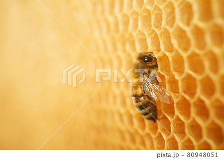Macro photo of a bee on a honeycomb. National honey bee day. September honey month. 80948051